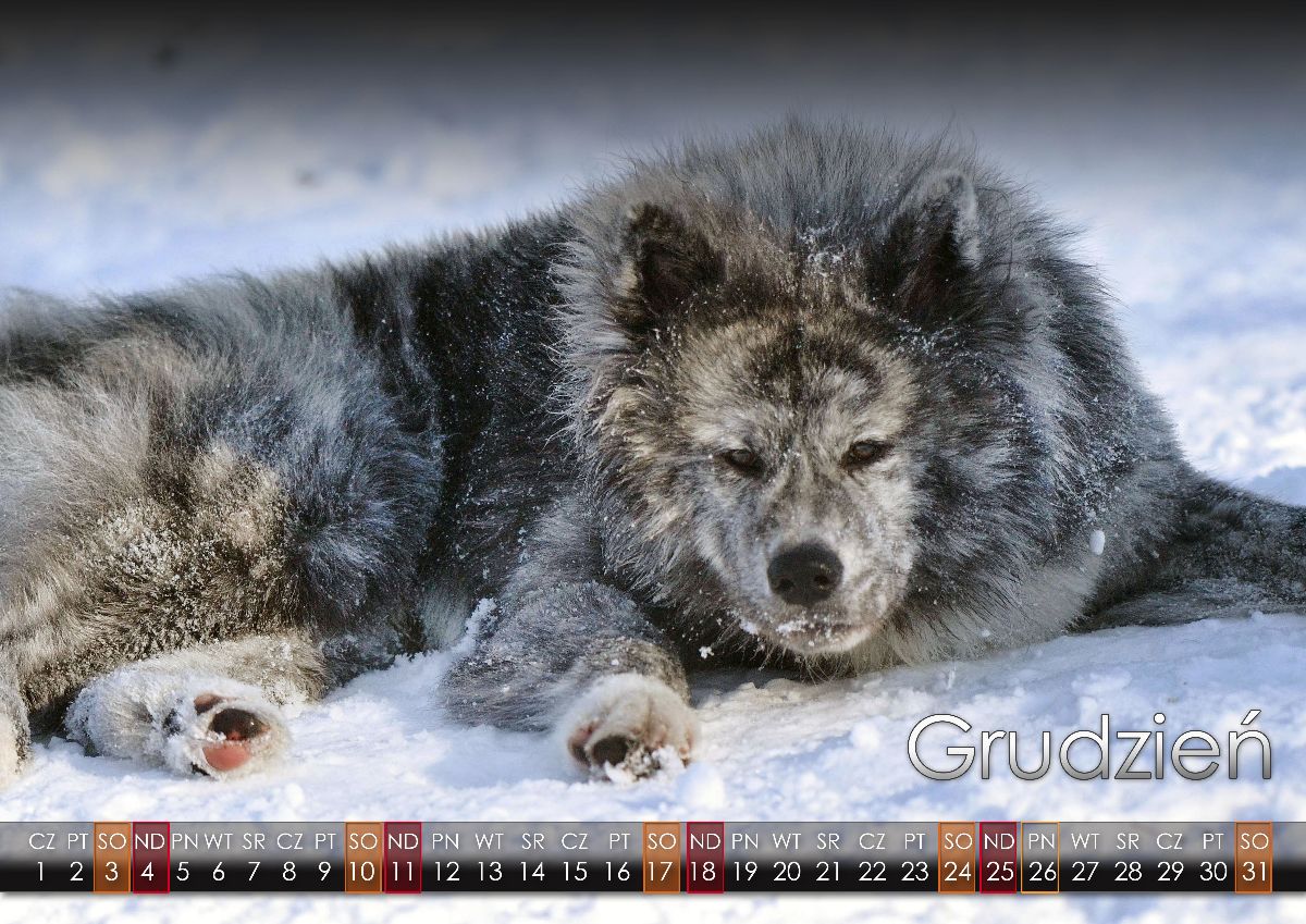 12 Grudzien2022 copy